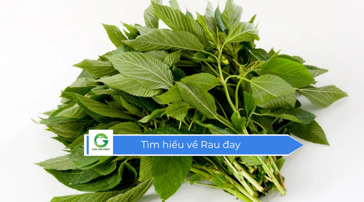 Rau đay dễ chế biến, ngon miệng - HOA QUẢ CẦN THƠ