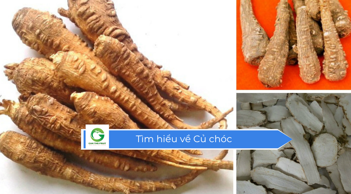 Củ chóc ngon sạch giá mềm - HOA QUẢ CẦN THƠ