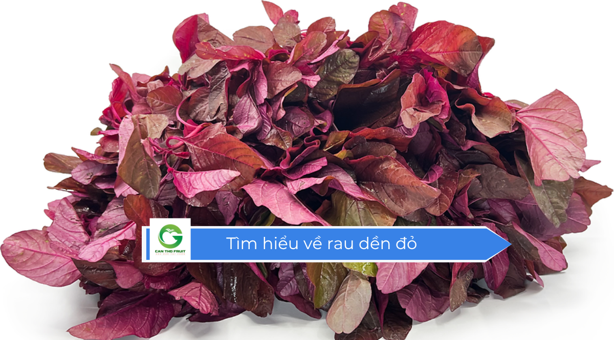 Rau dền đỏ ăn là ghiền - HOA QUẢ CẦN THƠ