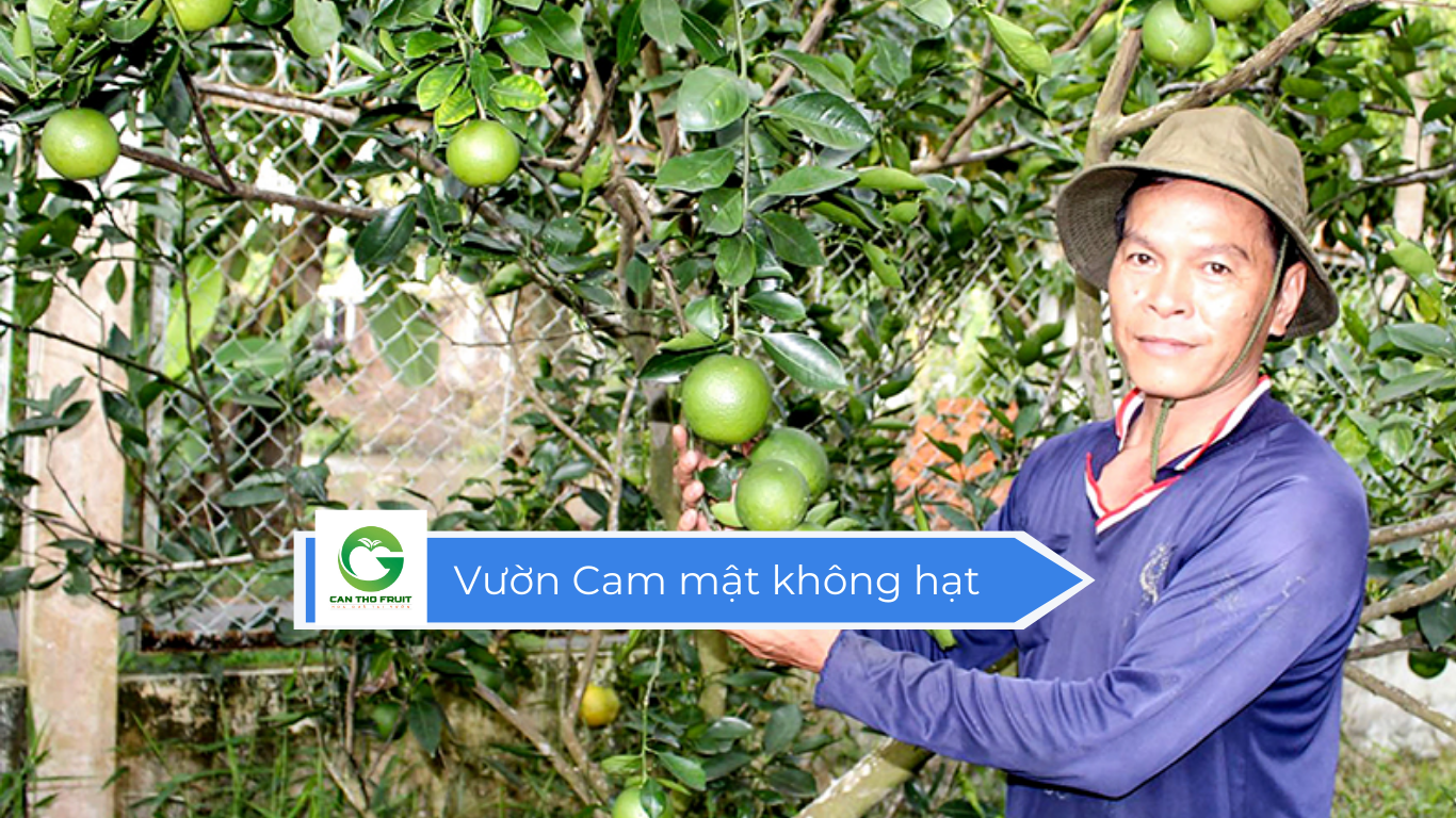 Giá Cam mật không hạt hôm nay - HOA QUẢ CẦN THƠ