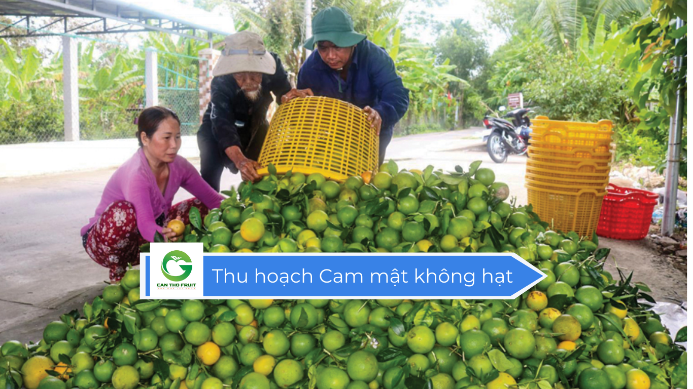 Giá Cam mật không hạt hôm nay - HOA QUẢ CẦN THƠ