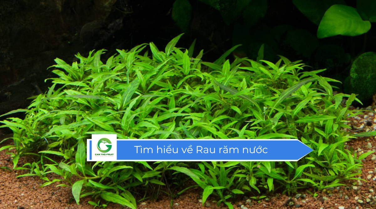 Rau răm nước ngon mà không lo về giá - HOA QUẢ CẦN THƠ