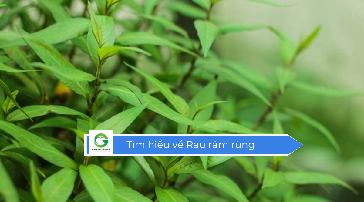 Rau răm rừng giá siêu mềm cho mọi nhà - HOA QUẢ CẦN THƠ
