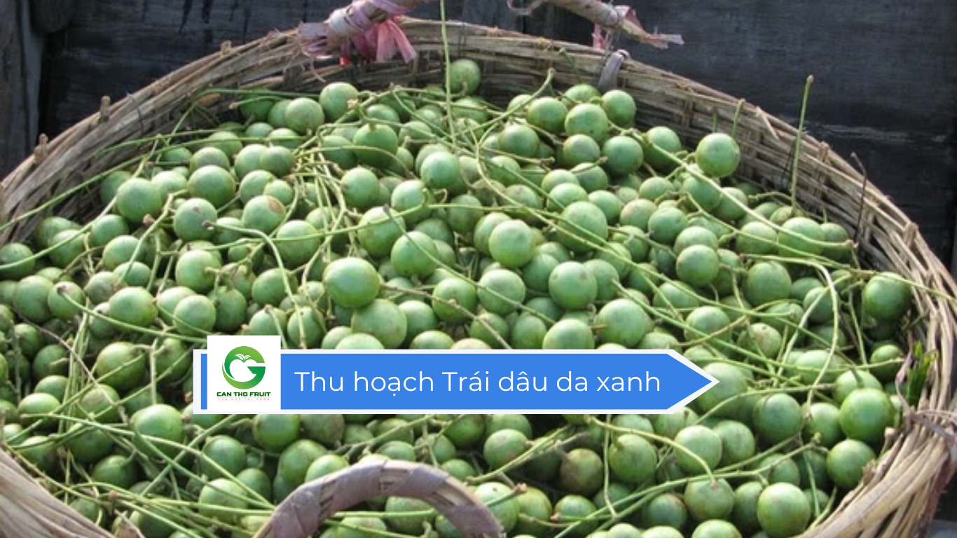 Giá Trái dâu da xanh hôm nay - HOA QUẢ CẦN THƠ