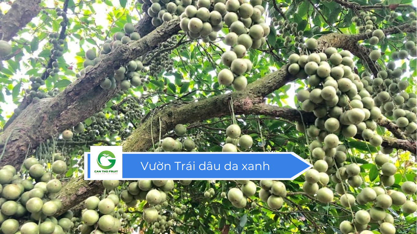 Giá Trái dâu da xanh hôm nay - HOA QUẢ CẦN THƠ