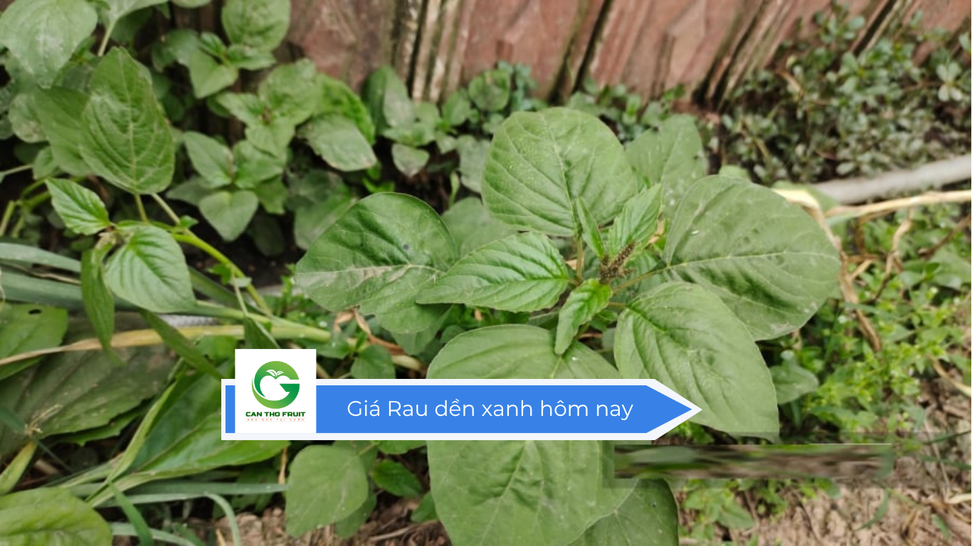 Giá Rau dền xanh hôm nay - HOA QUẢ CẦN THƠ