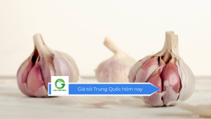 Giá tỏi Trung Quốc hôm nay