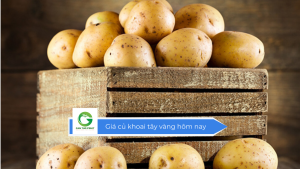 Giá củ khoai tây vàng hôm nay