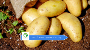 Giá củ khoai tây tươi hôm nay