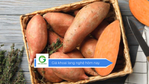 Giá khoai lang nghệ hôm nay