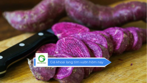Giá khoai lang tím vườn hôm nay