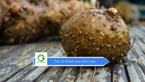 Giá củ khoai nưa hôm nay