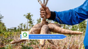 Giá củ khoai mì trắng hôm nay