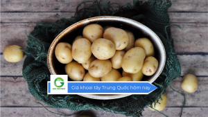 Giá khoai tây Trung Quốc hôm nay