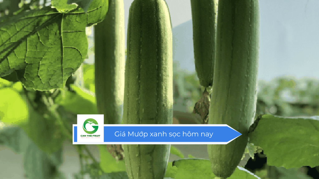 Giá mướp xanh sọc hôm nay