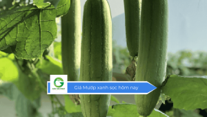 Giá mướp xanh sọc hôm nay