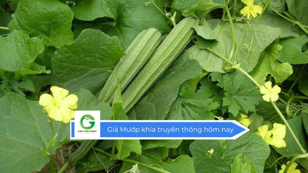 Giá mướp khía truyền thống hôm nay