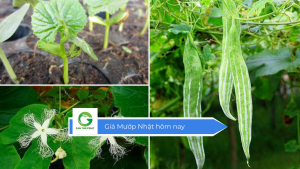 Giá mướp Nhật hôm nay