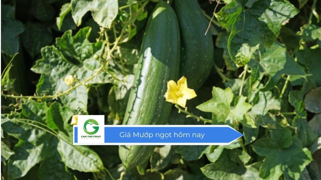 Giá mướp ngọt hôm nay