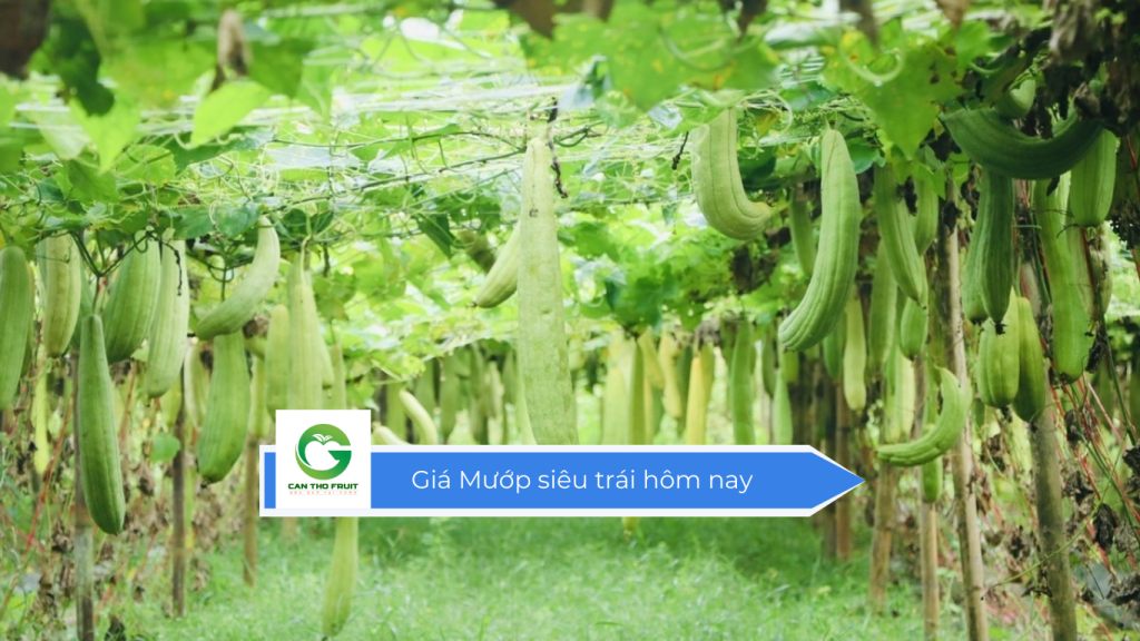 Giá mướp siêu trái hôm nay