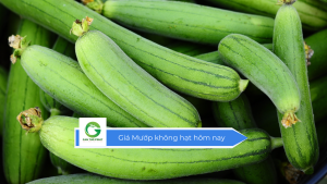 Giá mướp không hạt hôm nay