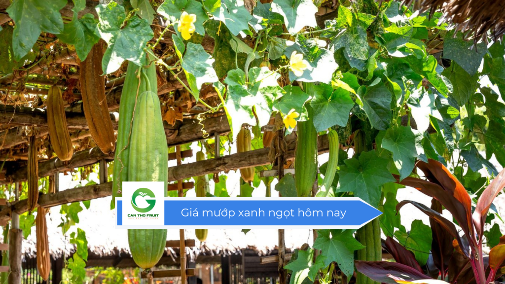 Giá mướp xanh ngọt hôm nay