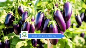 Giá cà tím giọt lệ hôm nay