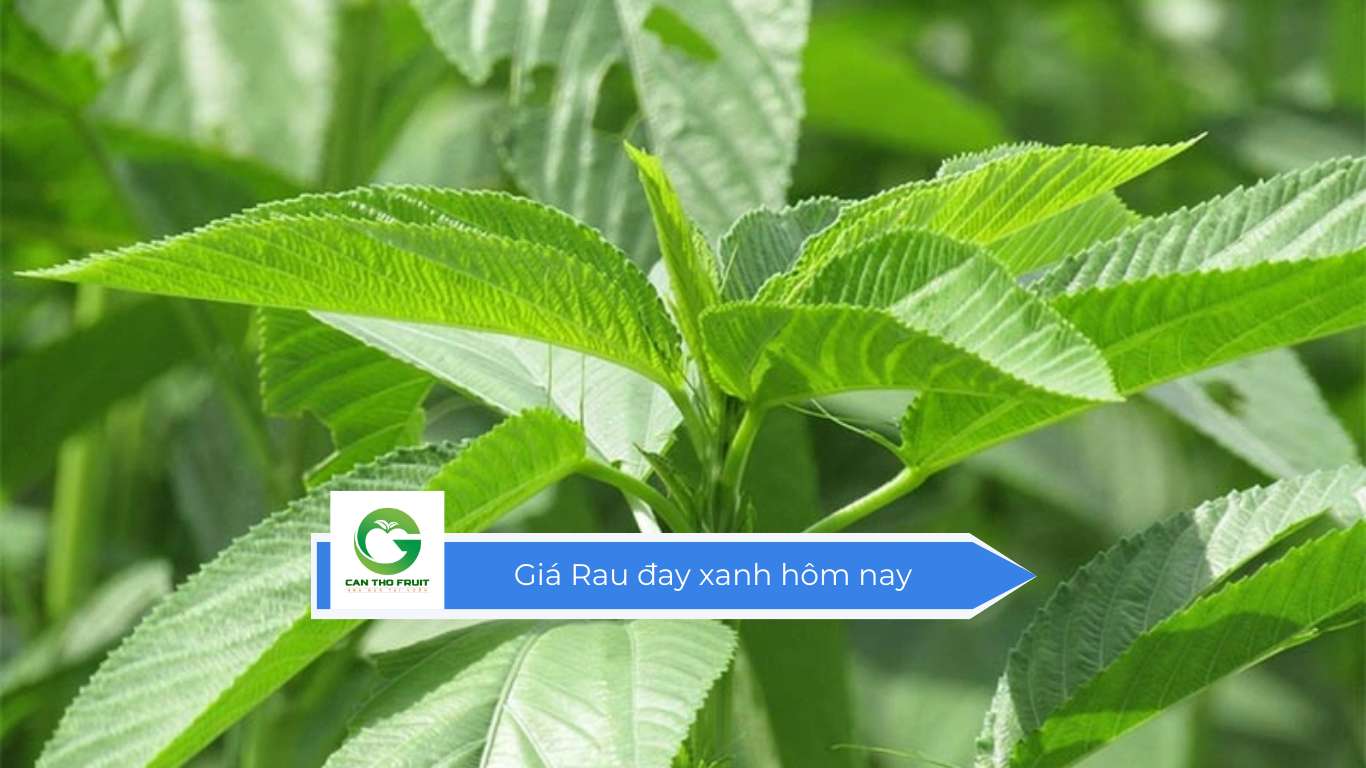 Giá Rau đay xanh hôm nay - HOA QUẢ CẦN THƠ