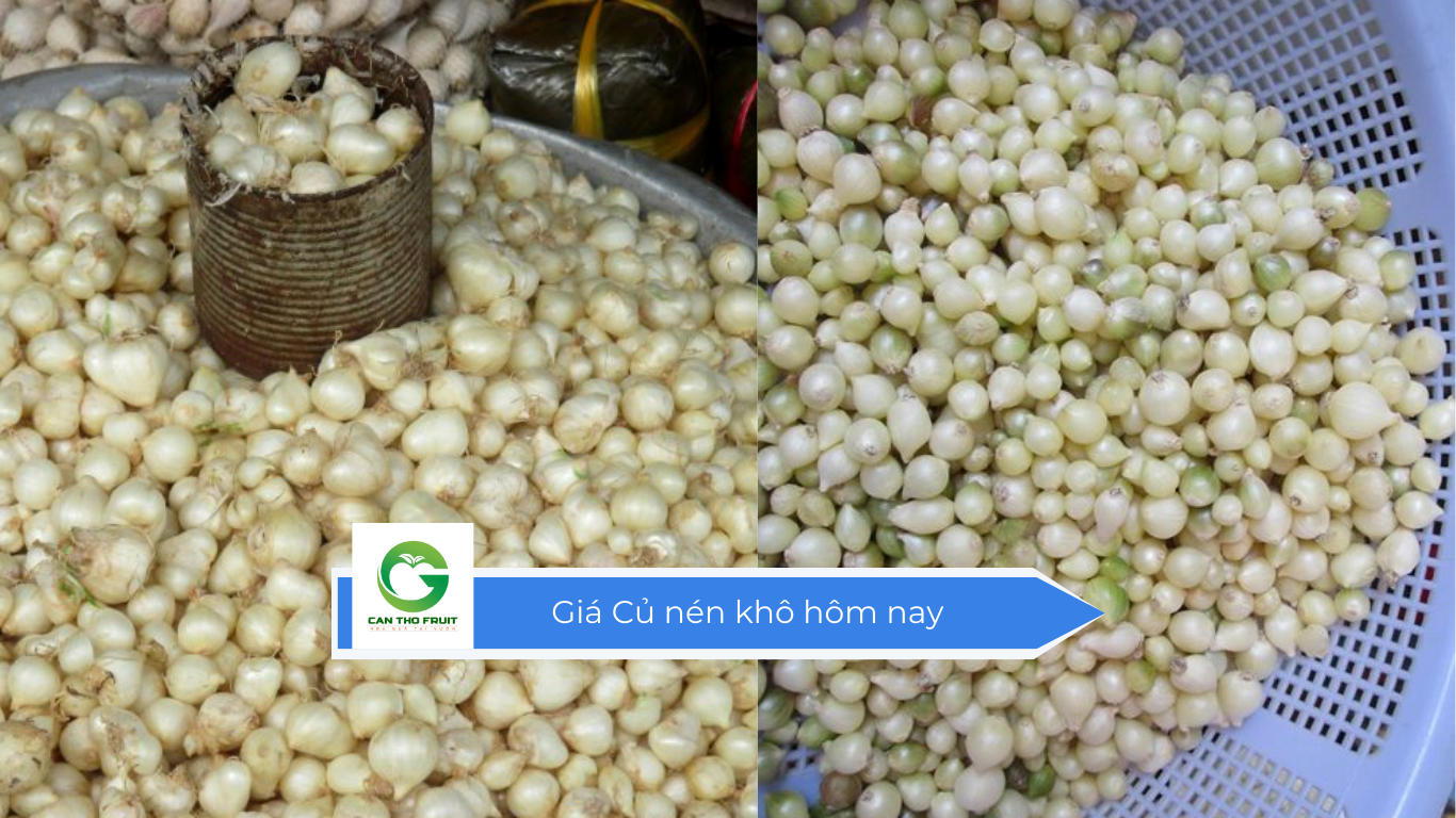 Giá Củ nén khô hôm nay - HOA QUẢ CẦN THƠ