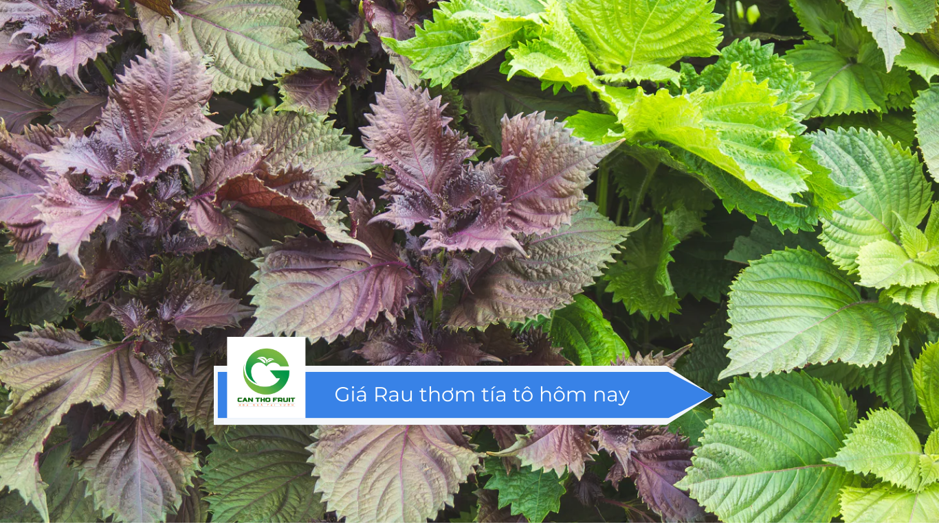 Giá Rau thơm tía tô hôm nay - HOA QUẢ CẦN THƠ