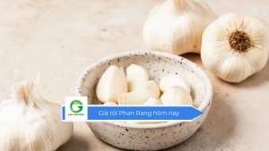 Giá tỏi Phan Rang hôm nay