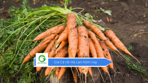 Giá cà rốt Hà Lan hôm nay