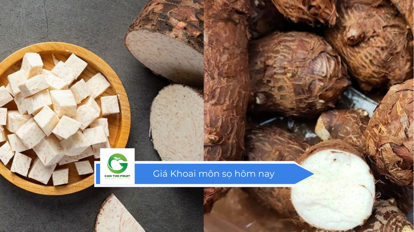 Giá Khoai môn sọ hôm nay - HOA QUẢ CẦN THƠ