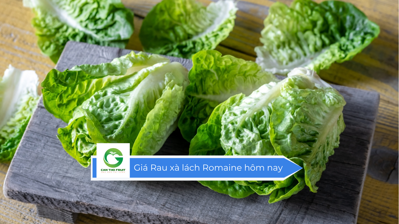 Giá Rau xà lách Romaine hôm nay - HOA QUẢ CẦN THƠ