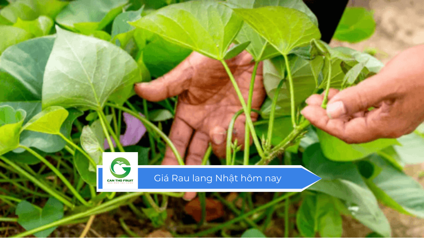Giá Rau lang Nhật hôm nay - HOA QUẢ CẦN THƠ