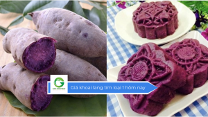 Giá khoai lang tím loại 1 hôm nay