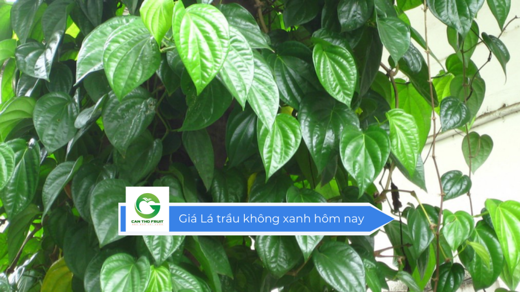 Giá lá trầu không xanh hôm nay