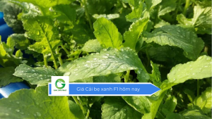 Giá cải bẹ xanh F1 hôm nay