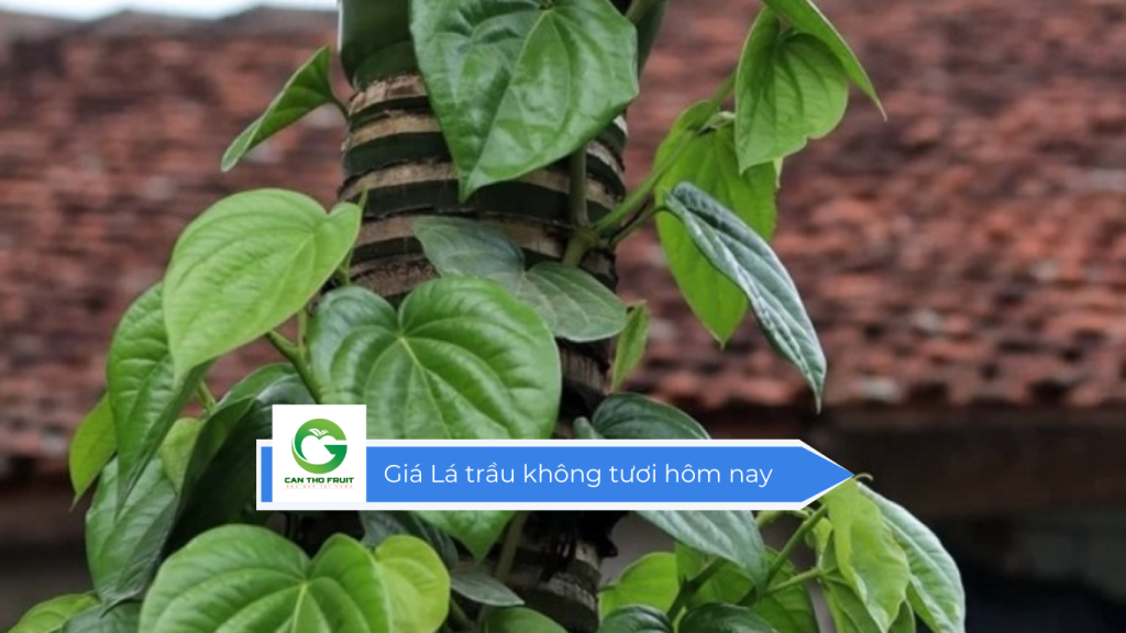 Giá lá trầu không tươi hôm nay