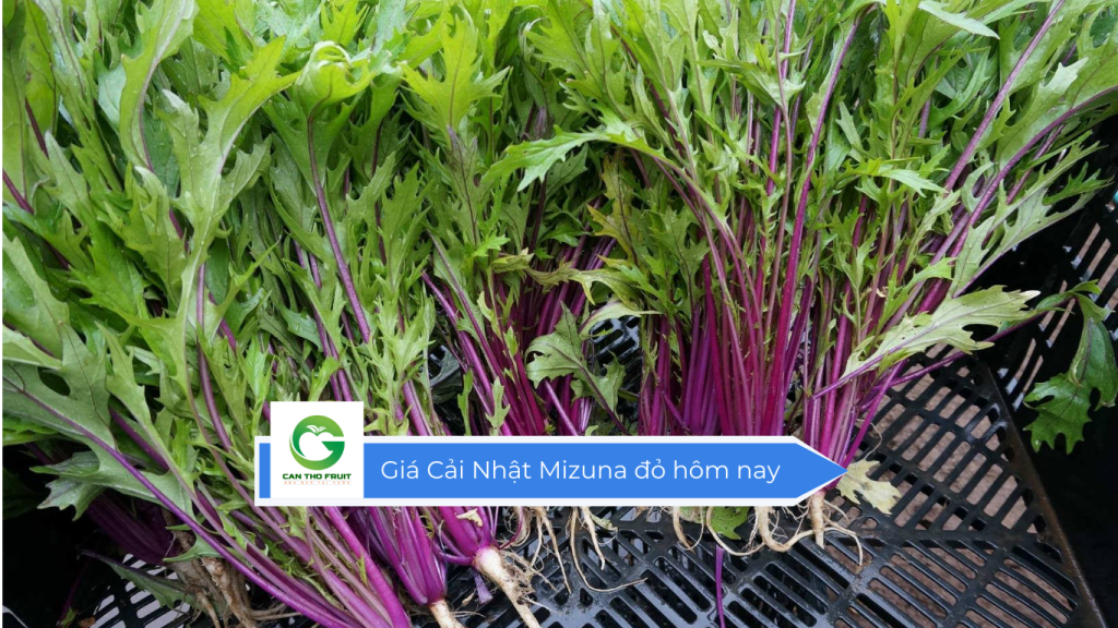 Giá cải nhật Mizuna đỏ hôm nay