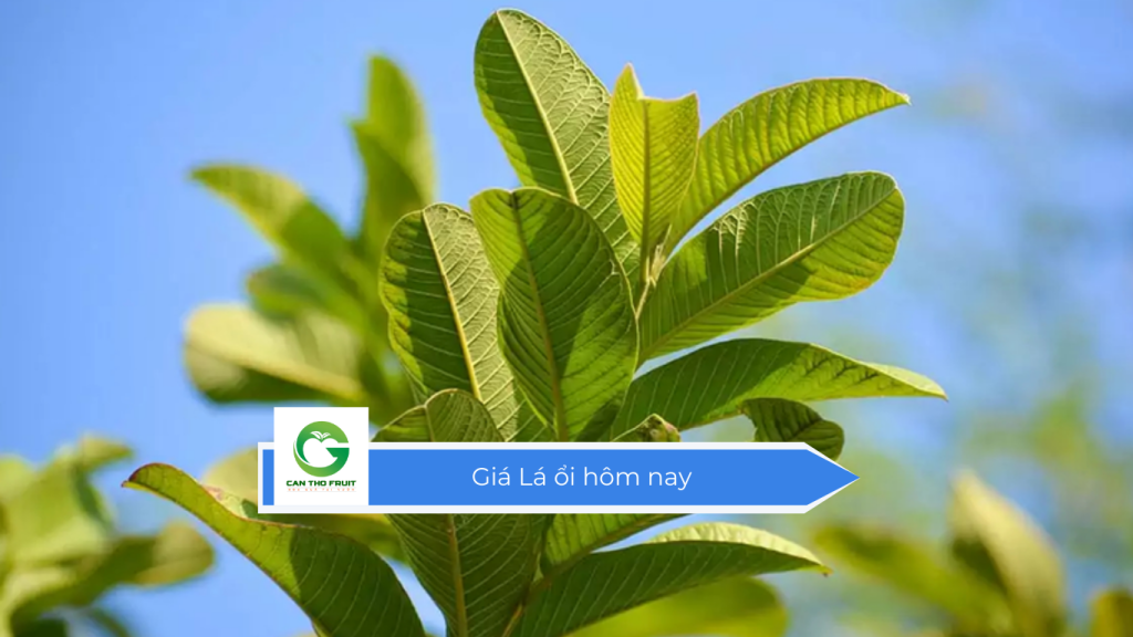 Giá lá ổi hôm nay