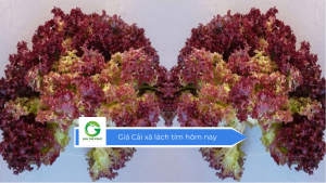 Giá cải xà lách tím hôm nay