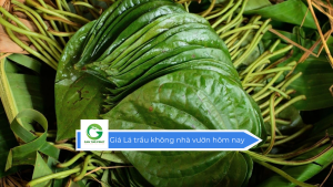 Giá lá trầu không nhà vườn hôm nay