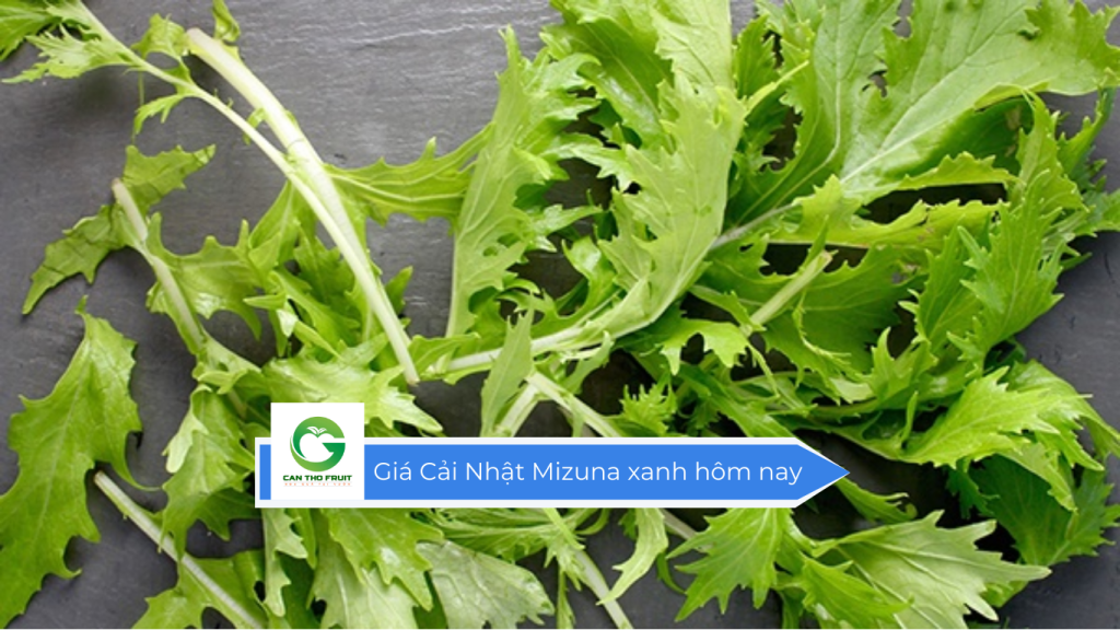 Giá cải nhật Mizuna xanh hôm nay