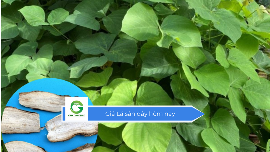 Giá lá sắn dây hôm nay