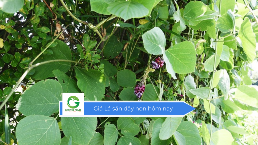 Giá lá sắn dây non hôm nay