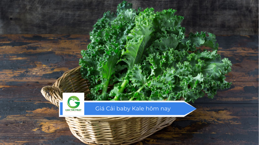 Giá cải baby Kale hôm nay