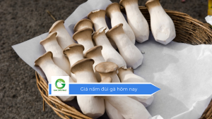 Giá nấm đùi gà hôm nay