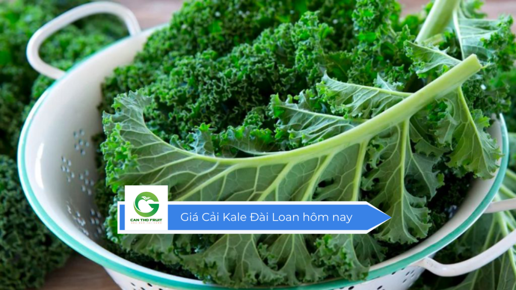 Giá cải Kale Đài Loan hôm nay