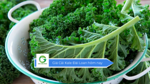 Giá cải Kale Đài Loan hôm nay